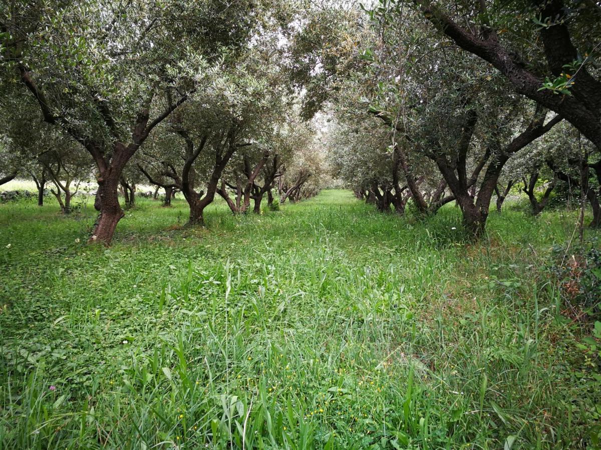 Ecohouse Oliveglia Villa Šilo Dış mekan fotoğraf